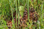 Purple pitcherplant